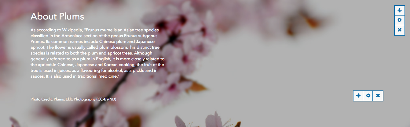 layout editor showing plum blossoms in row with inline image credit text